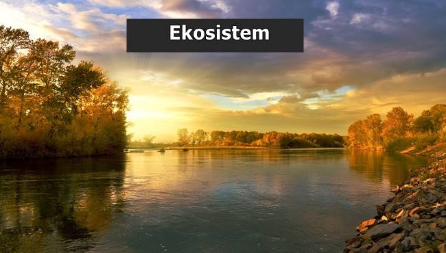 nedir-bu-ekosistem-denilen-sey