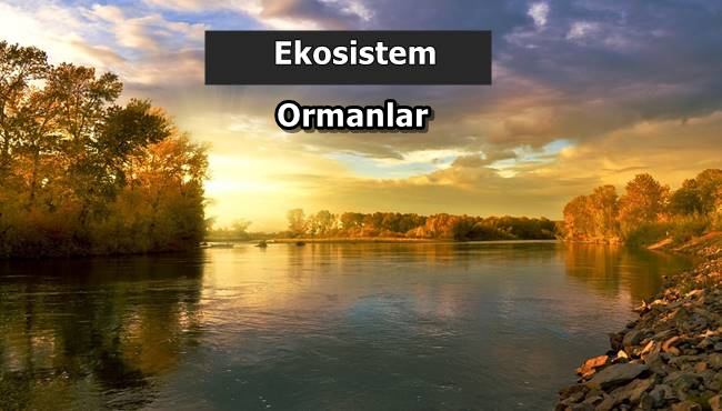 Ekosistemi ormanların korunmasında ele alma
