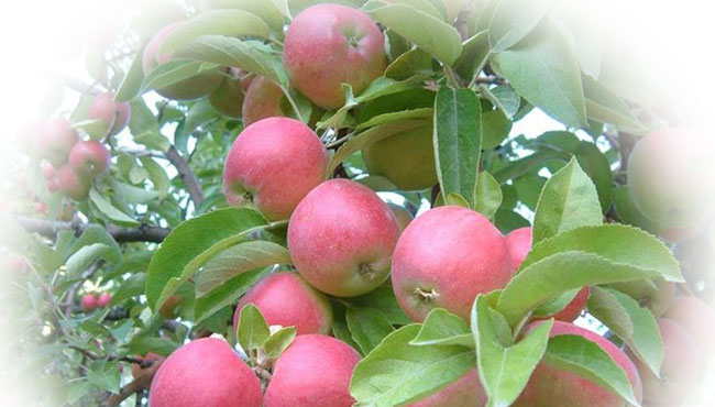 amasya-elmasi-turkiye-ve-dunyadaki-durumu