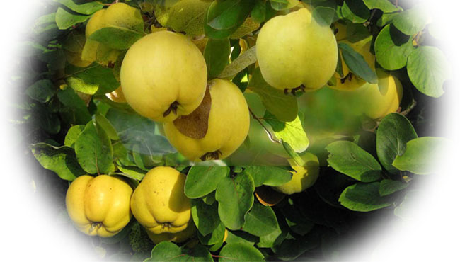 Ayvanın Tarihçesi , yetiştirildiği ülkeler ve kullanıldığı alanlar