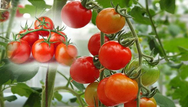 Domates Tarihçesi , yetiştirildiği ülkeler ve kullanıldığı alanlar