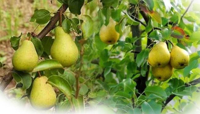 Armut Tarihçesi , yetiştirildiği ülkeler ve kullanıldığı alanlar