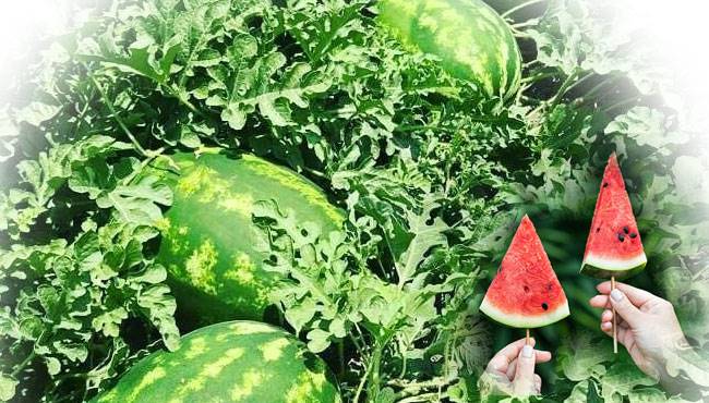 Karpuz Tarihçesi , yetiştirildiği ülkeler ve kullanıldığı alanlar