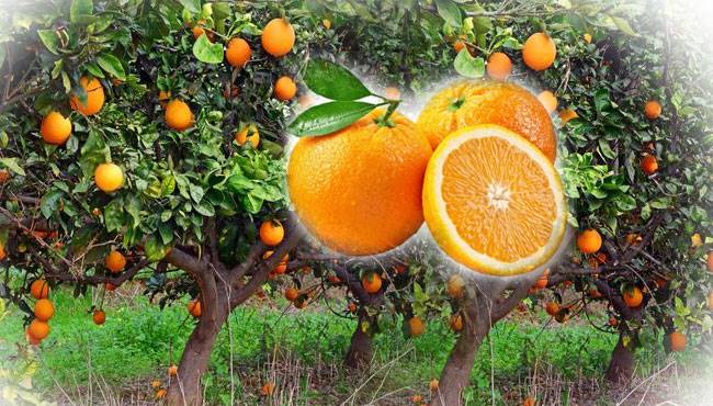 Portakal Tarihçesi , yetiştirildiği ülkeler ve kullanıldığı alanlar