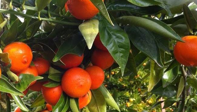 Mandalin Tarihçesi , yetiştirildiği ülkeler ve kullanıldığı alanlar