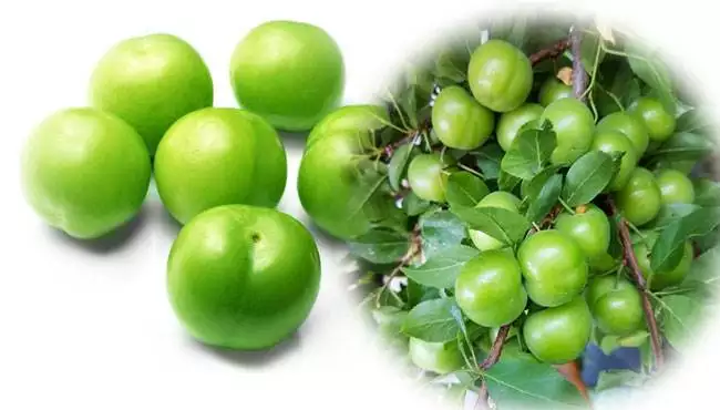 Papaz eriği tarihçesi , yetiştirildiği ülkeler ve kullanıldığı alanlar