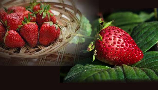 Çileğin tarihçesi , yetiştirildiği ülkeler ve kullanıldığı alanlar